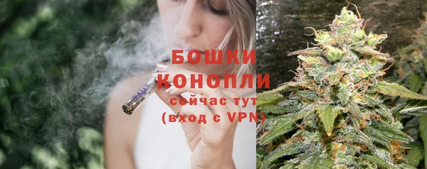 индика Новозыбков